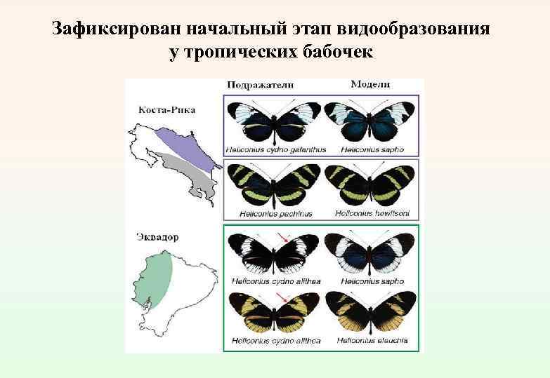 Зафиксирован начальный этап видообразования у тропических бабочек 
