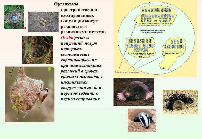 Организмы пространственно изолированных популяций могут развиваться различными путями. Особи разных популяций могут потерять возможность