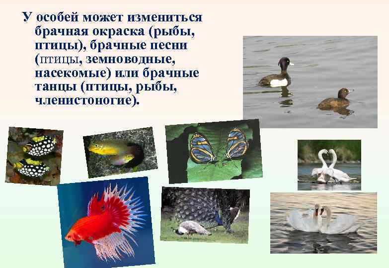 У особей может измениться брачная окраска (рыбы, птицы), брачные песни (птицы, земноводные, насекомые) или