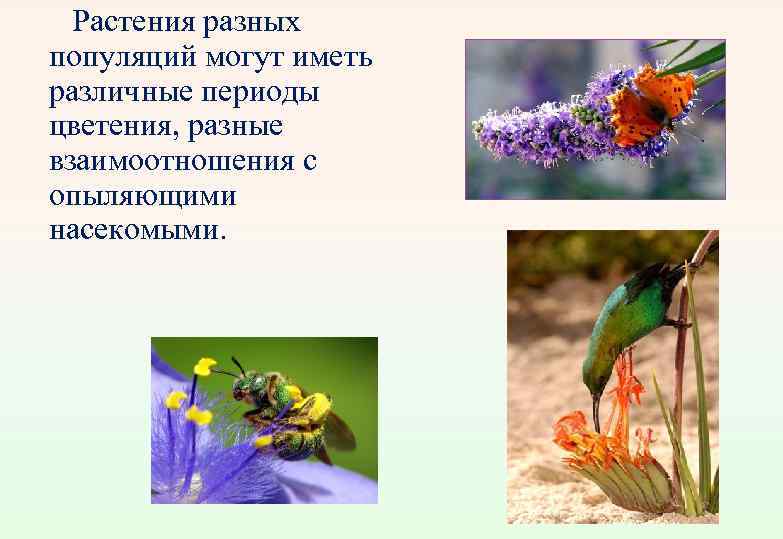 Растения разных популяций могут иметь различные периоды цветения, разные взаимоотношения с опыляющими насекомыми. 