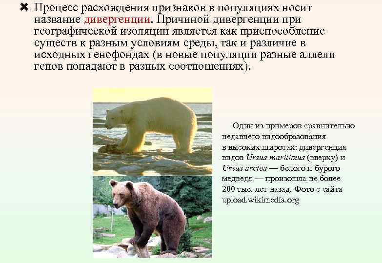  Процесс расхождения признаков в популяциях носит название дивергенции. Причиной дивергенции при географической изоляции