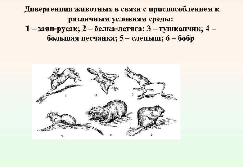  Дивергенция животных в связи с приспособлением к различным условиям среды: 1 – заяц-русак;