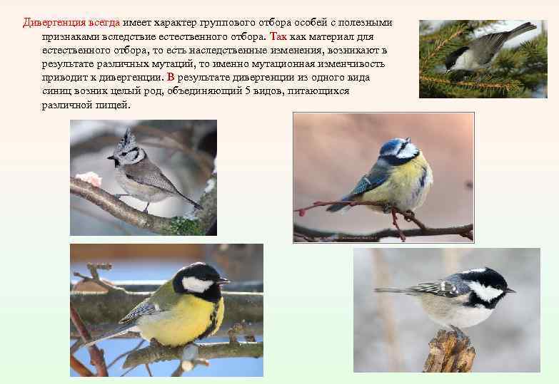 Дивергенция всегда имеет характер группового отбора особей с полезными признаками вследствие естественного отбора. Так