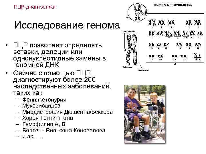 ПЦР-диагностика Исследование генома • ПЦР позволяет определять вставки, делеции или однонуклеотидные замены в геномной