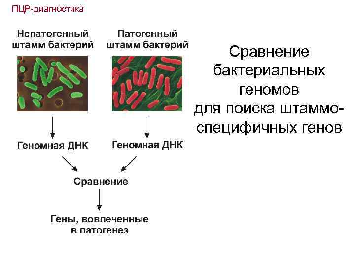 ПЦР-диагностика Сравнение бактериальных геномов для поиска штаммоспецифичных генов 