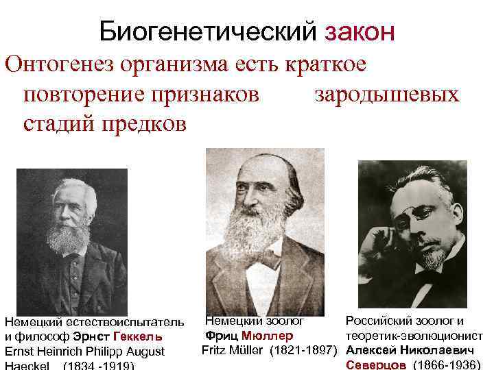 Биогенетический закон Онтогенез организма есть краткое повторение признаков зародышевых стадий предков Немецкий естествоиспытатель и