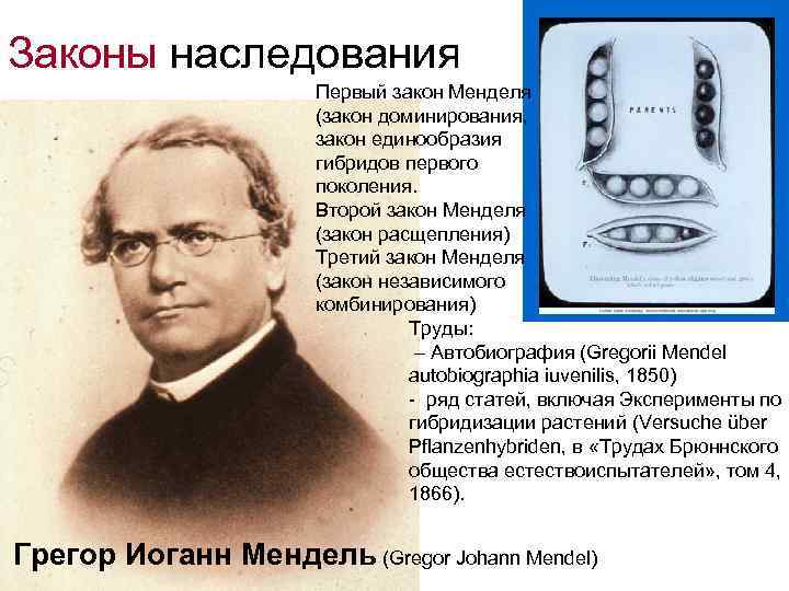 Законы наследования Первый закон Менделя (закон доминирования, закон единообразия гибридов первого поколения. Второй закон