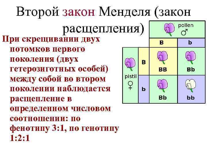 Второй закон Менделя (закон расщепления) При скрещивании двух потомков первого поколения (двух гетерозиготных особей)