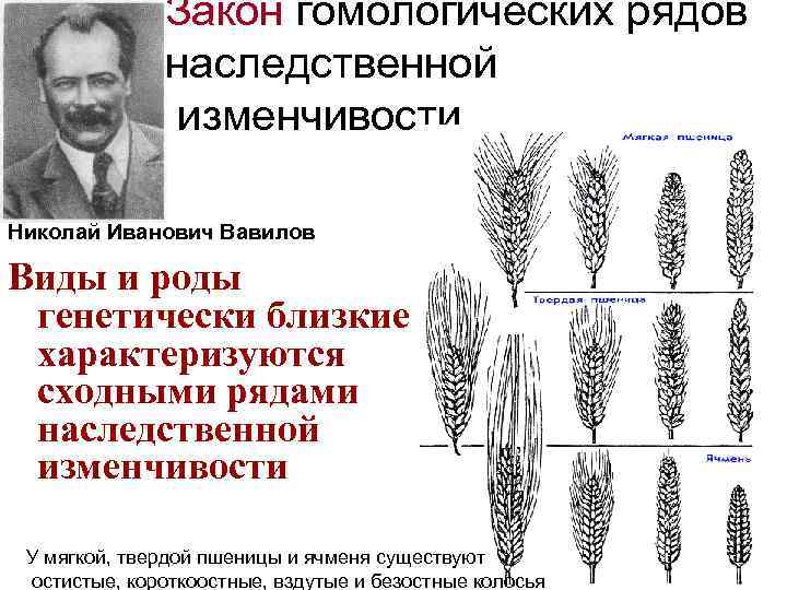 Закон гомологических рядов наследственной изменчивости Николай Иванович Вавилов Виды и роды генетически близкие характеризуются