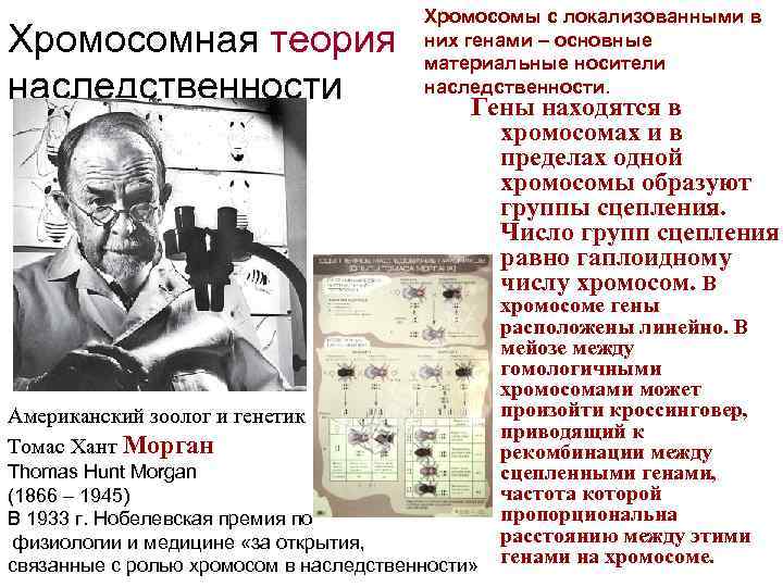 Хромосомная теория наследственности Хромосомы с локализованными в них генами – основные материальные носители наследственности.