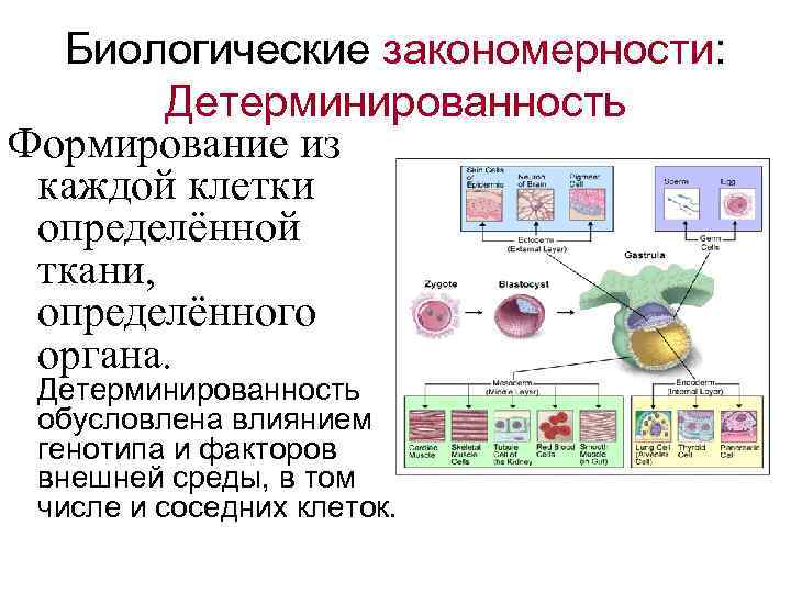 Регуляторы биомолекулярных процессов 11 класс презентация