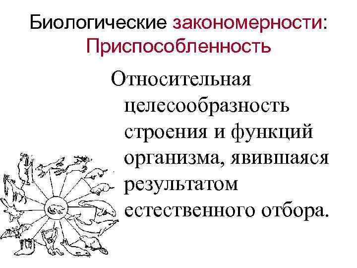 Биологические закономерности: Приспособленность Относительная целесообразность строения и функций организма, явившаяся результатом естественного отбора. 