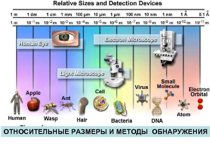 ОТНОСИТЕЛЬНЫЕ РАЗМЕРЫ И МЕТОДЫ ОБНАРУЖЕНИЯ 