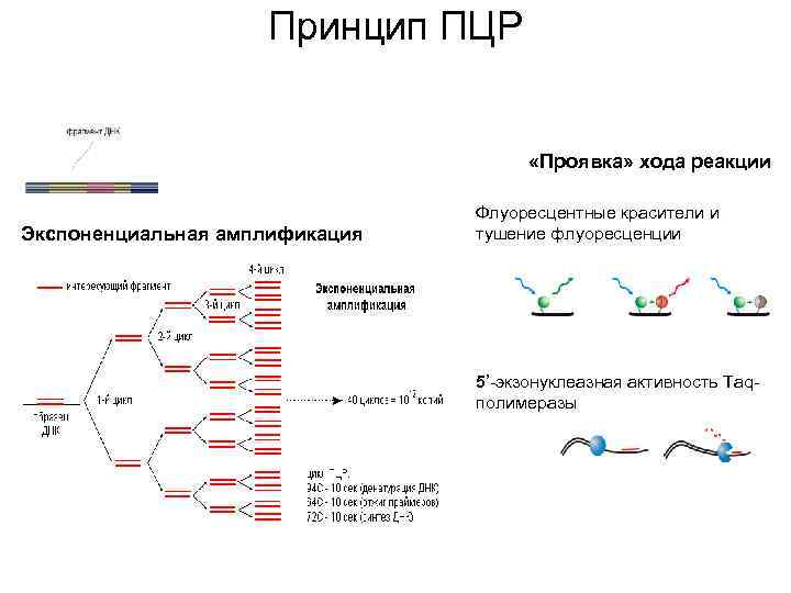 Активности днк полимераз. Схема ПЦР амплификации. Этапы амплификации ПЦР. ПЦР ход реакции. Полимеразная цепная реакция схема.