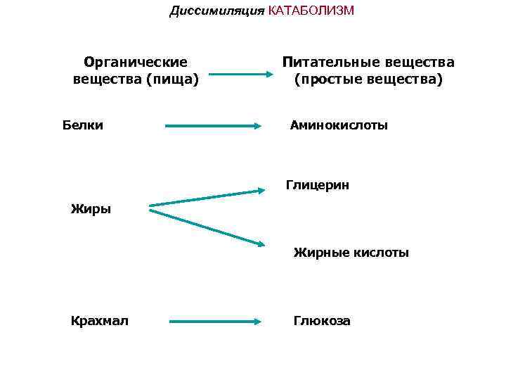 Диссимиляция КАТАБОЛИЗМ Органические вещества (пища) Белки Питательные вещества (простые вещества) Аминокислоты Глицерин Жиры Жирные