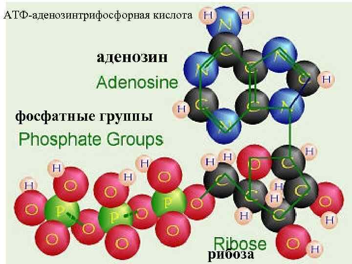 АТФ-аденозинтрифосфорная кислота аденозин фосфатные группы рибоза 