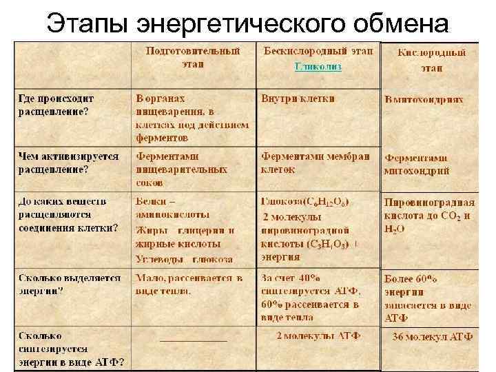 Этапы энергетического обмена 