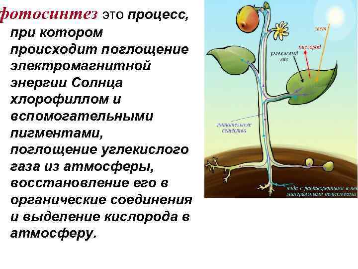 фотосинтез это процесс, при котором происходит поглощение электромагнитной энергии Солнца хлорофиллом и вспомогательными пигментами,