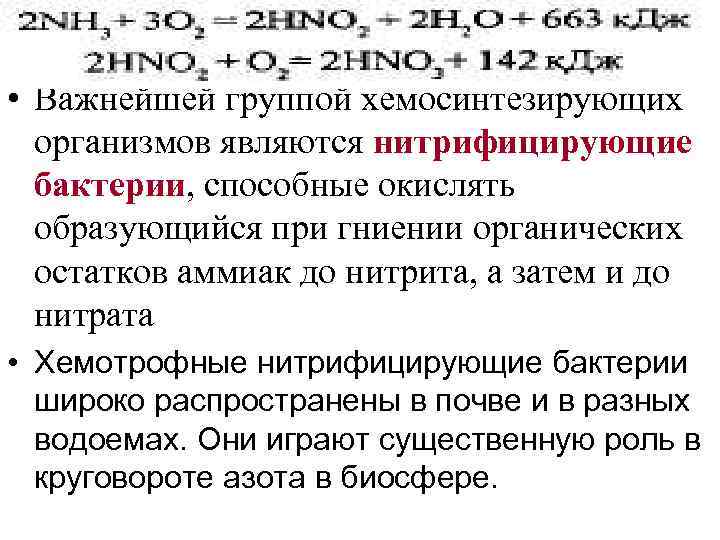  • Важнейшей группой хемосинтезирующих организмов являются нитрифицирующие бактерии, способные окислять образующийся при гниении