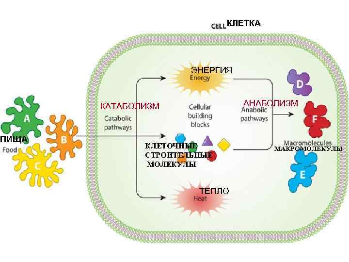 ПИЩА КЛЕТКА ЭНЕРГИЯ АНАБОЛИЗМ КАТАБОЛИЗМ КЛЕТОЧНЫЕ СТРОИТЕЛЬНЫЕ МОЛЕКУЛЫ ТЕПЛО МАКРОМОЛЕКУЛЫ 