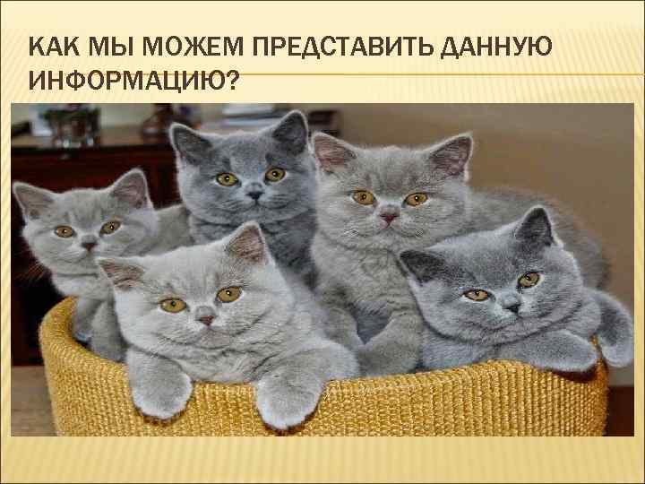 КАК МЫ МОЖЕМ ПРЕДСТАВИТЬ ДАННУЮ ИНФОРМАЦИЮ? 