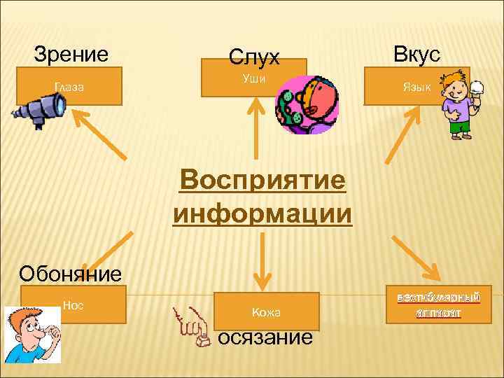 Зрение Глаза Cлух Уши Вкус Язык Восприятие информации Обоняние Нос Кожа осязание вестибулярный аппарат