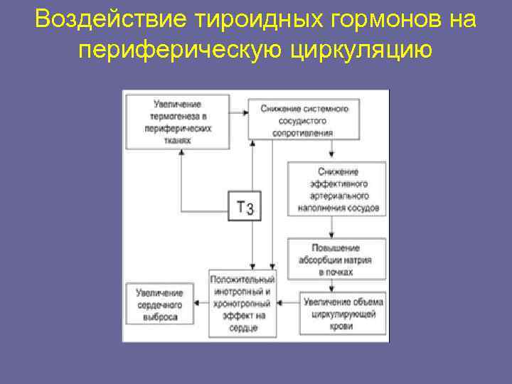 Воздействие тироидных гормонов на периферическую циркуляцию 