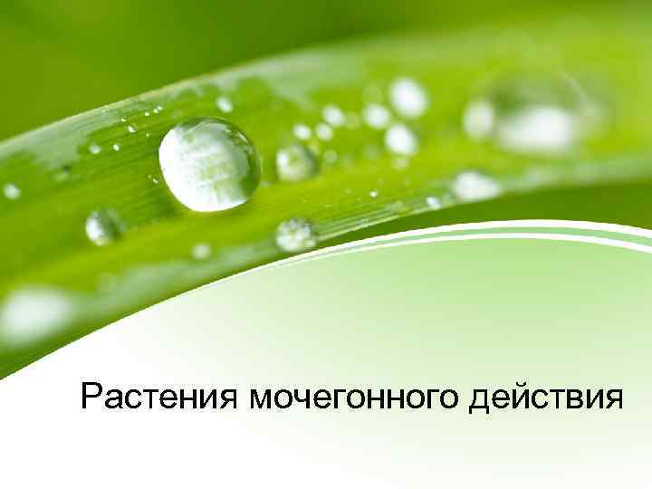 Растения мочегонного действия 