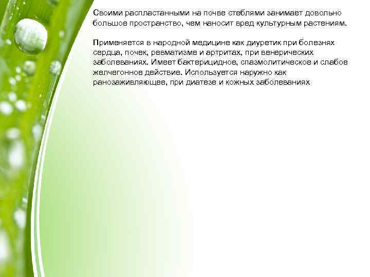 Своими распластанными на почве стеблями занимает довольно большое пространство, чем наносит вред культурным растениям.