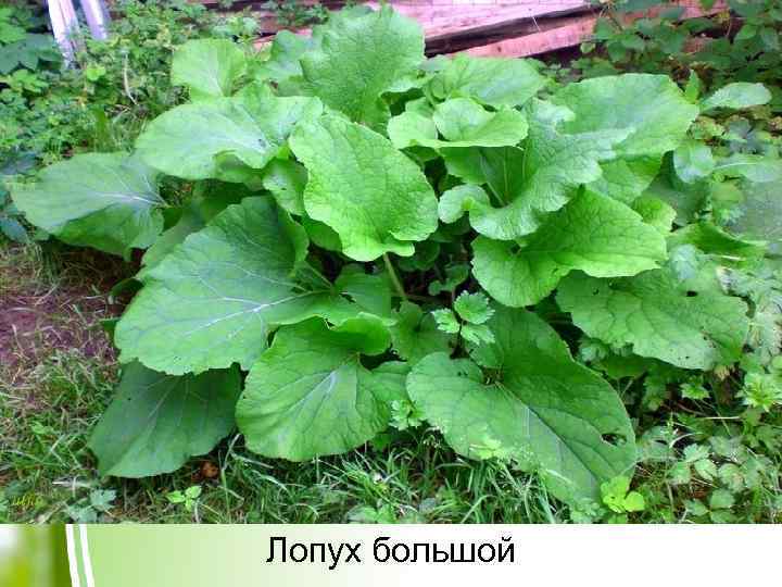 Лопух большой 