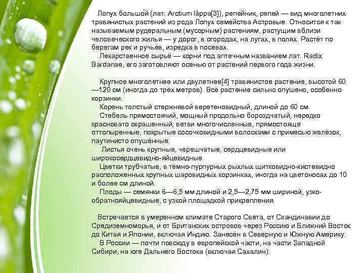 Лопух большо й (лат. Arctium láppa[3]), репейник, репей — вид многолетних травянистых растений из