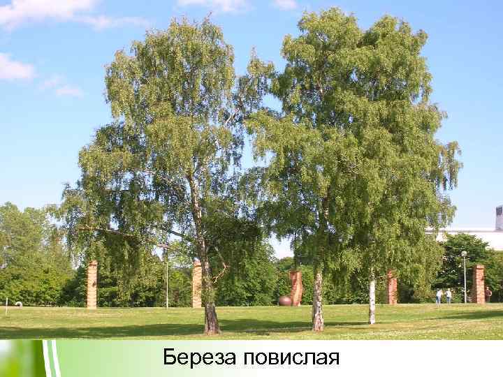 Береза повислая 