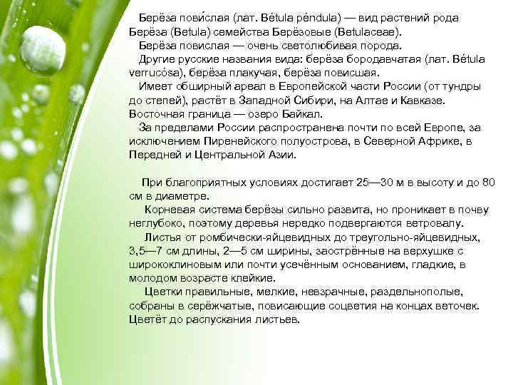 Берёза пови слая (лат. Bétula péndula) — вид растений рода Берёза (Betula) семейства Берёзовые