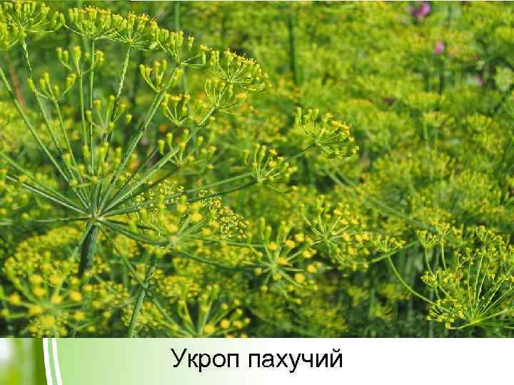 Укроп пахучий 