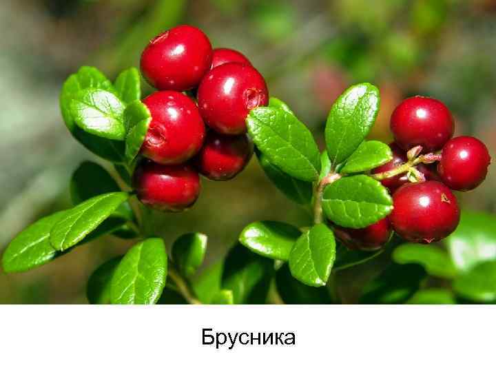 Брусника 