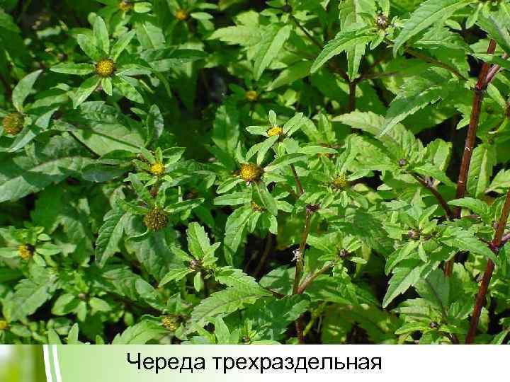 Череда трехраздельная 