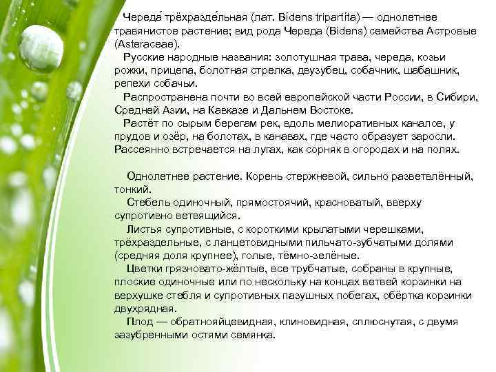 Череда трёхразде льная (лат. Bídens tripartíta) — однолетнее травянистое растение; вид рода Череда (Bidens)