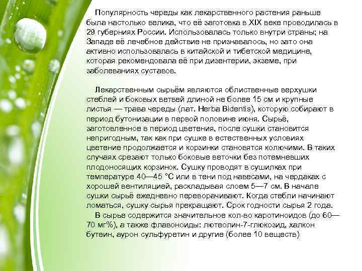 Популярность череды как лекарственного растения раньше была настолько велика, что её заготовка в XIX