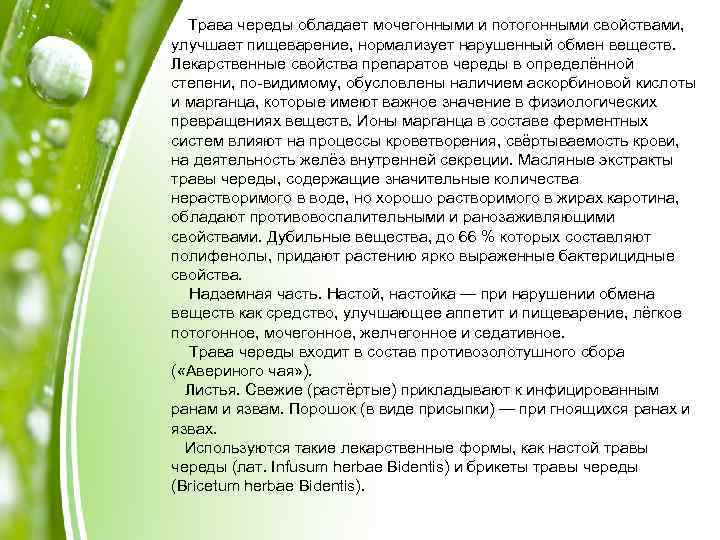 Трава череды обладает мочегонными и потогонными свойствами, улучшает пищеварение, нормализует нарушенный обмен веществ. Лекарственные
