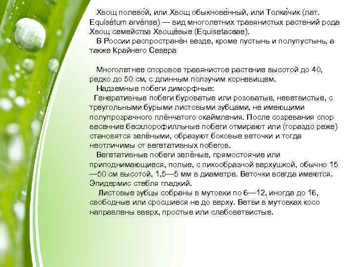 Хвощ полево й, или Хвощ обыкнове нный, или Толка чик (лат. Equisétum arvénse) —
