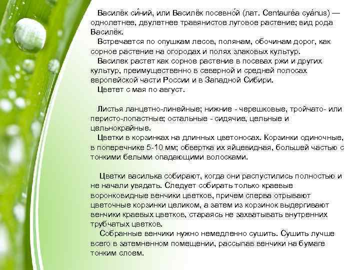 Василёк си ний, или Василёк посевно й (лат. Centauréa cyánus) — однолетнее, двулетнее травянистое