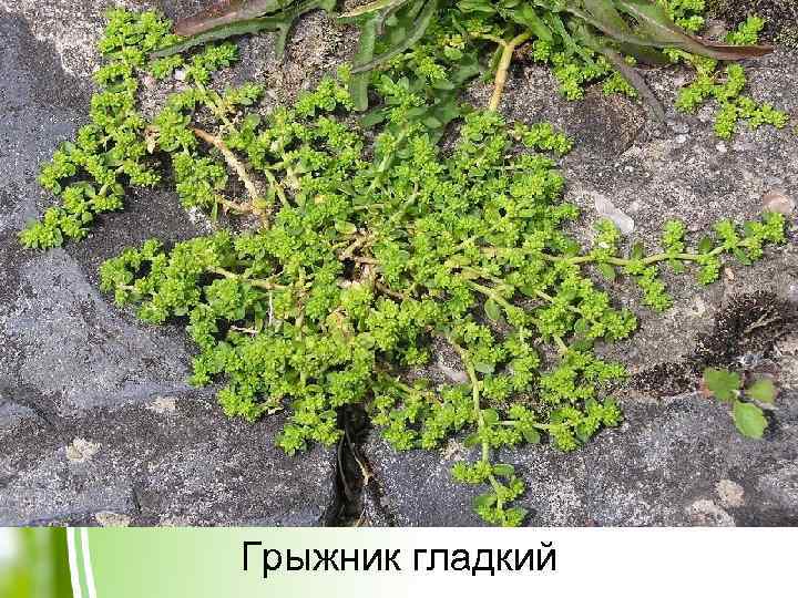 Грыжник гладкий 