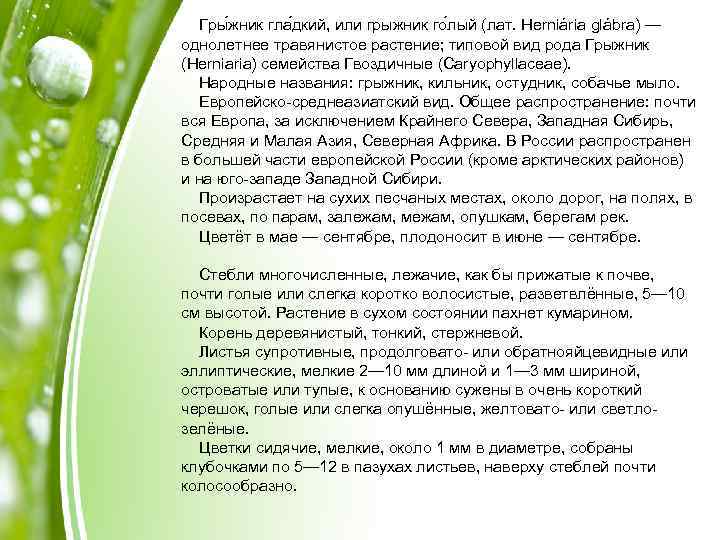 Гры жник гла дкий, или грыжник го лый (лат. Herniária glábra) — однолетнее травянистое