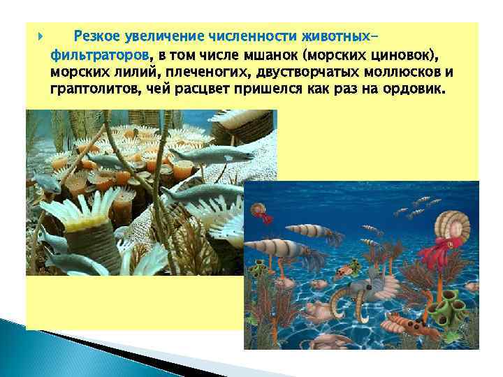  Резкое увеличение численности животных- фильтраторов, в том числе мшанок (морских циновок), морских лилий,