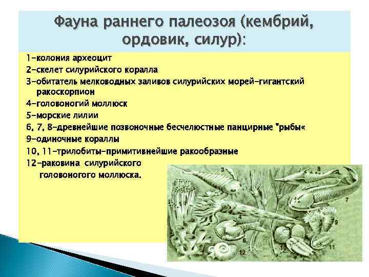  Фауна раннего палеозоя (кембрий, ордовик, силур): 1 -колония археоцит 2 -скелет силурийского коралла