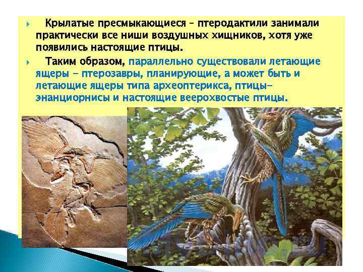  Крылатые пресмыкающиеся – птеродактили занимали практически все ниши воздушных хищников, хотя уже появились