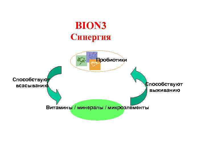 BION 3 Синергия Пробиотики Способствуют всасыванию Способствуют выживанию Витамины / минералы / микроэлементы 