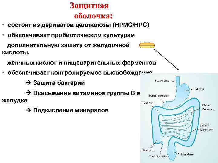 Защитная оболочка: • состоит из дериватов целлюлозы (HPMC/HPC) • обеспечивает пробиотическим культурам дополнительную защиту