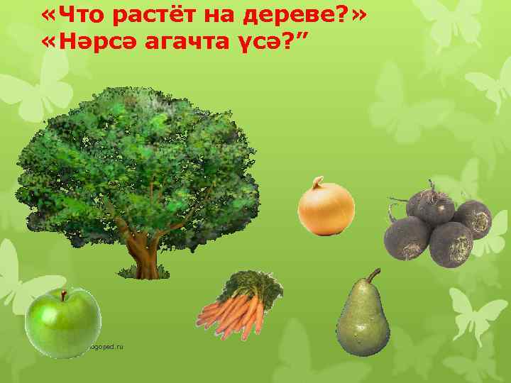  «Что растёт на дереве? » «Нәрсә агачта үсә? ” www. logoped. ru 