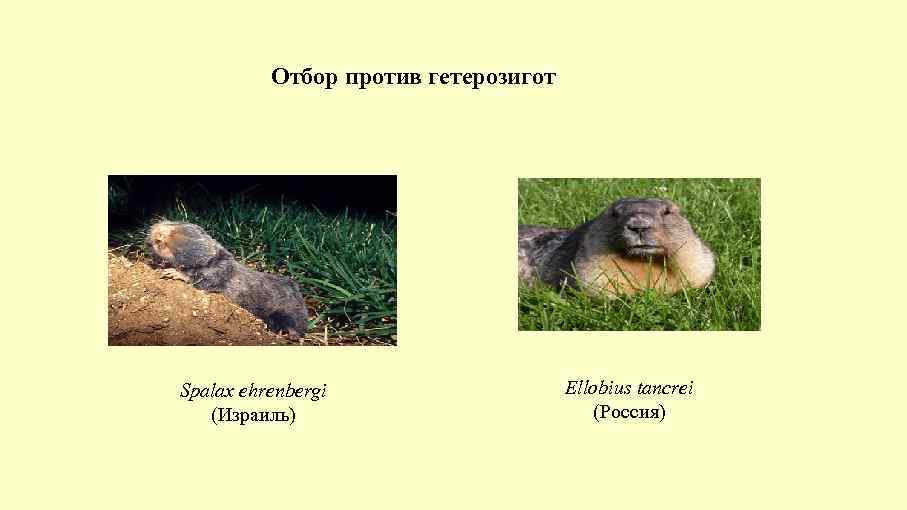 Отбор против гетерозигот Spalax ehrenbergi (Израиль) Ellobius tancrei (Россия) 